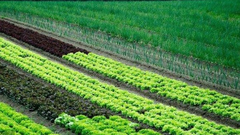 农场抖音蓝V认证：从申请到运营的全流程拆解