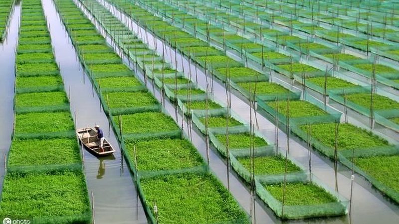 水肥一体化施肥机：精准农业的得力助手