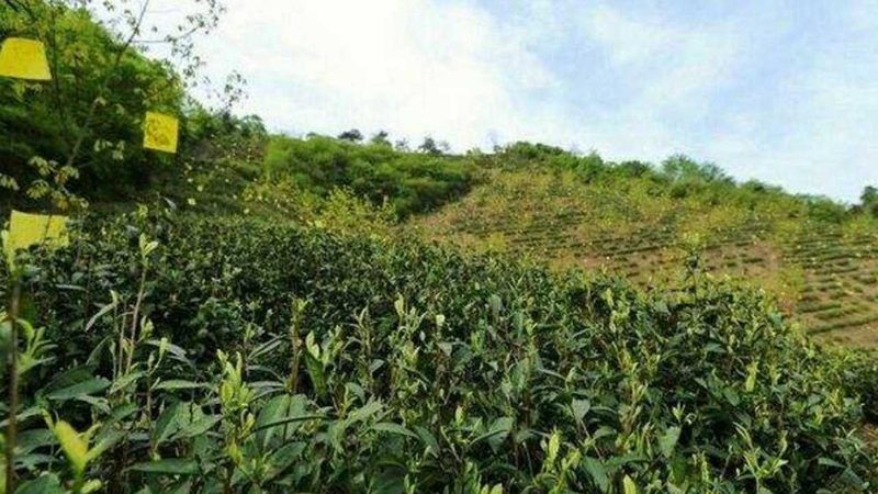 现代农业技术标准解析：护航绿色丰收之路
