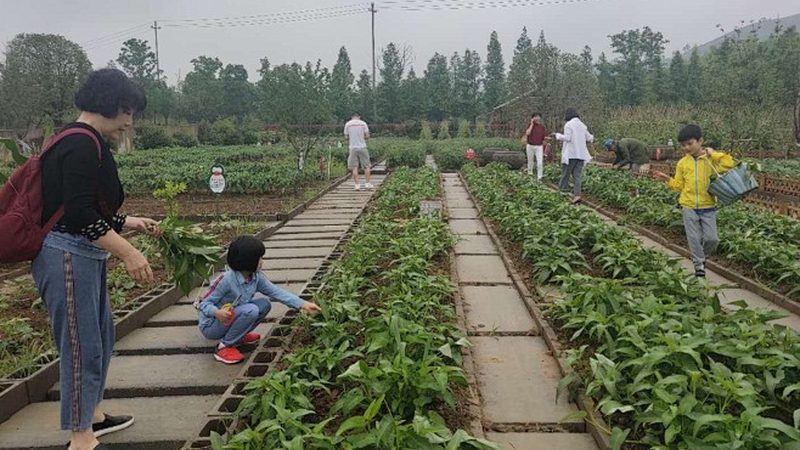 生鲜配送供应链管理：优缺点全面解析