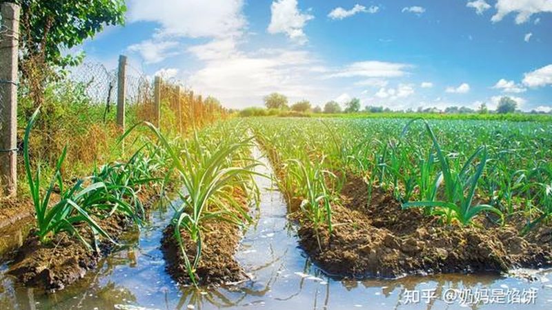 农业项目标准规范编写的核心步骤与要点