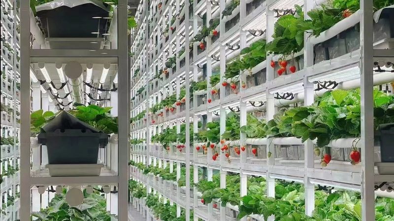 农业项目对比分析：如何避免误判与风险